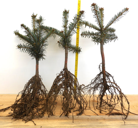 Turkish Fir - 3 YR. Bare Root Trees - Speciman, Windbreak or Christmas Tree