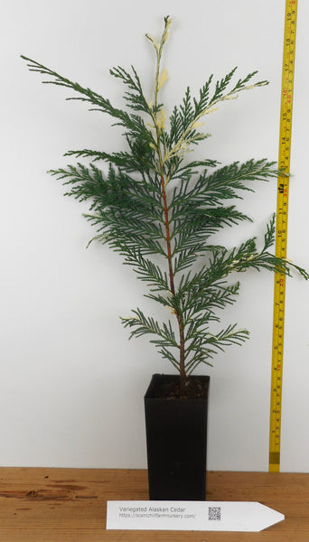 Variegated Alaska Cedar, (Chamaecyparis nootkatensis 'Variegata') Landscape  Tree or Bonsai