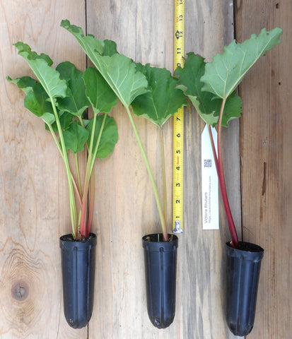 Victoria Rhubarb- Potted Plants- Juicy Stalks With Good Flavor! Heavy Yields.