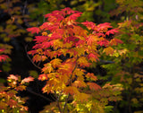 Vine Maple - 4-6 Inch Bare Root Trees (Acer circinatum)