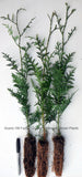 Western Red Cedar Tree - 16-20 Inch Tall Seedlings (Thuja plicata)