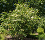 Washington Hawthorn (Crataegus phaenopyrum)