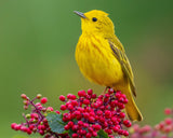 Washington Hawthorn (Crataegus phaenopyrum)