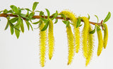 Weeping Willow - Salix babylonica  Weeping Willow
