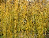 Weeping Willow - Salix babylonica  Weeping Willow