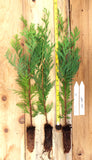 Western Red Cedar Tree, (Thuja plicata) -  Seedlings - 22-28" Tall, and Potted 24- 36" Tall