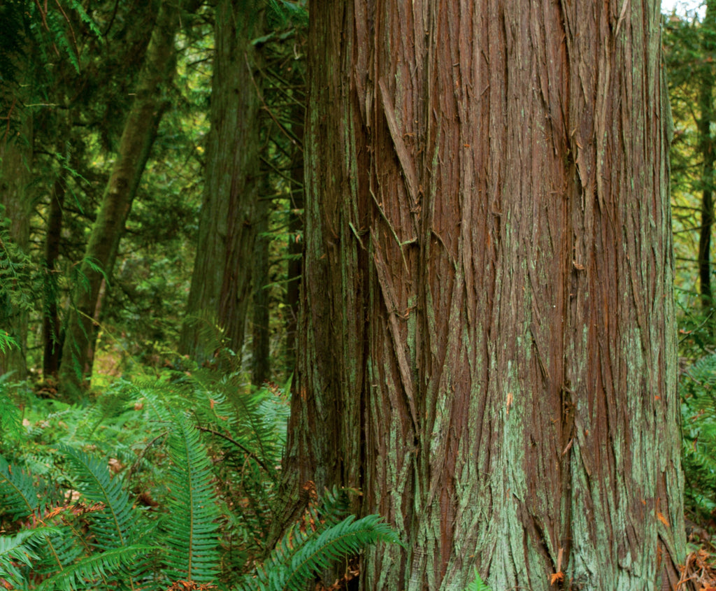 Wind Block Western Red Cedar Tree Western Red Cedar, Thuja Plicata