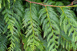 Western Red Cedar Tree, (Thuja plicata) -  Seedlings - 22-28" Tall, and Potted 24- 36" Tall