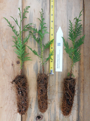 Western Red Cedar Tree - 9-12 Inch Tall Seedlings (Thuja plicata) -