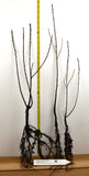 Serviceberry (Amelanchier alnifolia) Bare Root & Potted Trees  12” - 24” Tall - Showy Flowers, Tasty Purple Berries