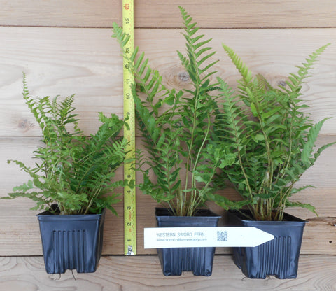 large fern house plant Western Sword Ferns (Polystichum Munitum)