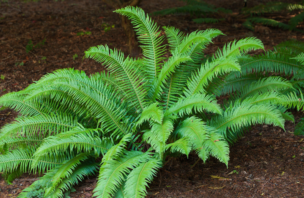 Western Sword Ferns (Polystichum Munitum) - Large 3.5 inch potted plan ...