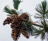 Western White Pine (Pinus monticola)  Windbreaks, Wildlife Gardens, Erosion Control & Reforestation