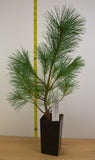 Western White Pine (Pinus monticola)  Windbreaks, Wildlife Gardens, Erosion Control & Reforestation