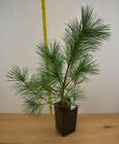 Western White Pine (Pinus monticola)  Windbreaks, Wildlife Gardens, Erosion Control & Reforestation