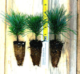 Western White Pine (Pinus monticola)  Windbreaks, Wildlife Gardens, Erosion Control & Reforestation