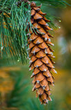 Western White Pine (Pinus monticola)  Windbreaks, Wildlife Gardens, Erosion Control & Reforestation