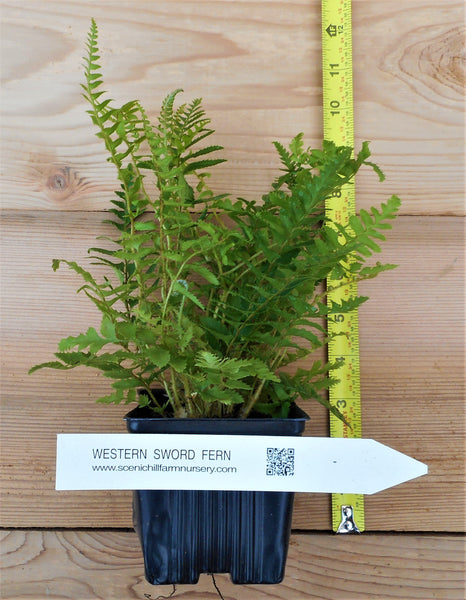 Western Sword Ferns (Polystichum Munitum)
