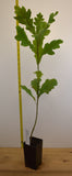 White Oak (Quercus alba)