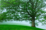 White Oak (Quercus alba)