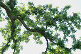 White Oak (Quercus alba)