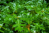 White Oak (Quercus alba)