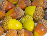 White Oak (Quercus alba)