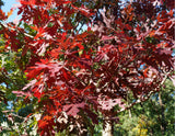 White Oak (Quercus alba)