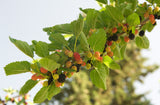 White mulberry (Morus alba) - Sweeter Fruit than black mulberries