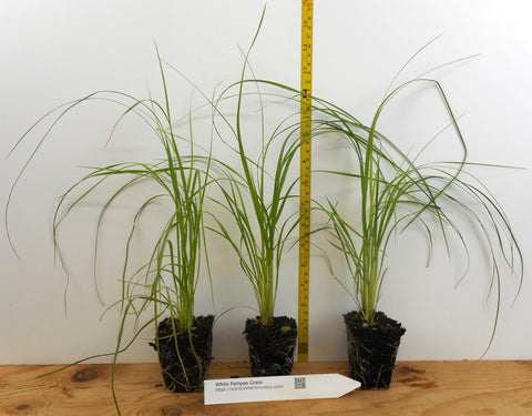 can you plant pampas grass in pots White Pampas Grass Plants - Cortaderia Selloana