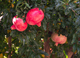 Wonderful pomegranate - Punica granatum - 5 inch deep pot - 18-28 inches tall