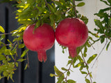 Wonderful pomegranate - Punica granatum - 5 inch deep pot - 18-28 inches tall