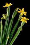 Yellow Eyed Grass (Sisyrinchium californicum) West Coast Native