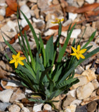 Yellow Eyed Grass (Sisyrinchium californicum) West Coast Native