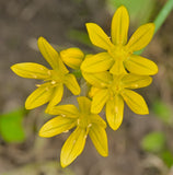 Yellow Eyed Grass (Sisyrinchium californicum) West Coast Native