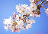 Yoshino Flowering Cherry (*Prunus × yedoensis*)