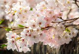 Yoshino Flowering Cherry (*Prunus × yedoensis*)