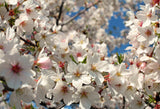 Yoshino Flowering Cherry (*Prunus × yedoensis*)