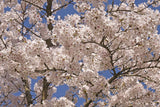 Yoshino Flowering Cherry (*Prunus × yedoensis*)