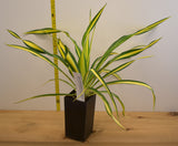 Yucca filamentosa 'Color Guard' (Adam's Needle) Low-Maintenance Evergreen Shrub