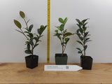 Yuletide Camellia - Camellia sasanqua ‘Yuletide - 1 Year Old Potted Starter Plant