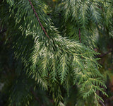 Zebrina Western Red Cedar - Thuja plicata 'Zebrina' - 30-40 inch trees