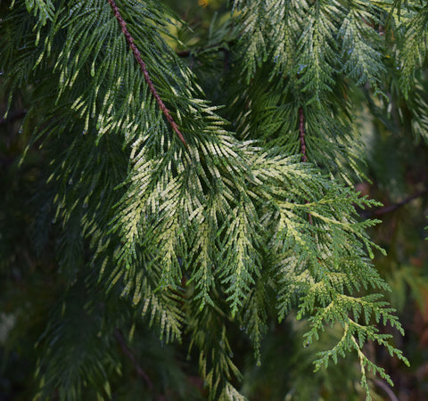 Zebrina Western Red Cedar - Thuja plicata 'Zebrina' - 30-40 inch trees