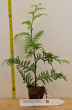 Zebrina Western Red Cedar - Thuja plicata 'Zebrina' - 30-40 inch trees