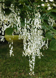 American Yellowwood (Cladrastis lutea) Fragrant, White Flowers - Attracts Pollinators & Birds