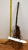 Arapaho Blackberry - Thornless - 2 Year - Potted And Bare Root Plants