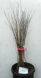 Quaking Aspen Trees (Populus tremuloides) Bare Root Trees - 50-60 Inches Tall