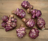 Large Jerusalem Artichoke Tubers - Aurora Rose - Sunchokes - Helianthus tuberosus- Freshly dug