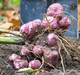 Large Jerusalem Artichoke Tubers - Aurora Rose - Sunchokes - Helianthus tuberosus- Freshly dug