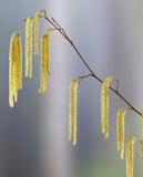 Beaked Hazelnut (Corylus cornuta var. californica)- Native Nut Tree- Bare Root and Gallon